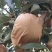 黄元帅苹果摸袋8毛钱