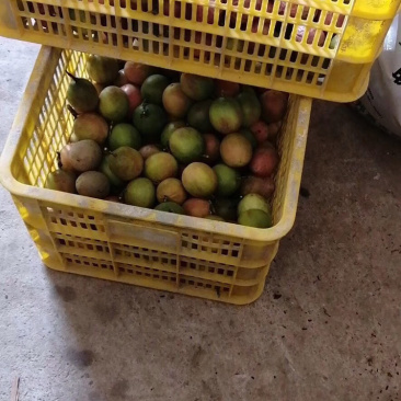 百香果肉