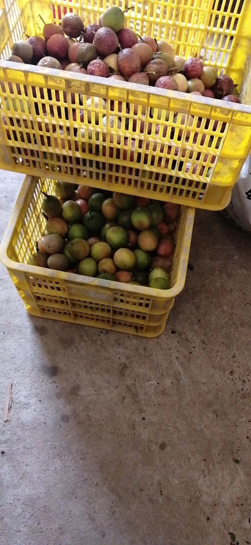 百香果肉
