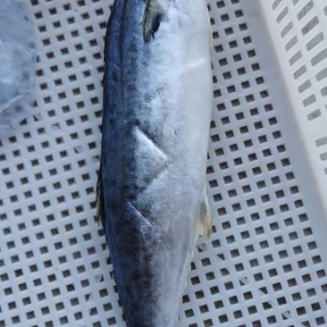 新鲜马鲛鱼
