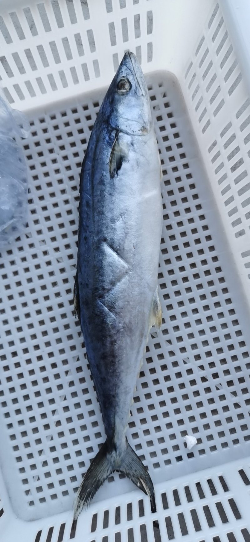 新鲜马鲛鱼