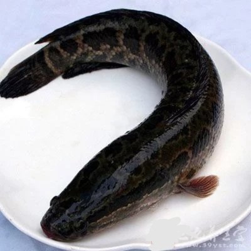 黑鱼