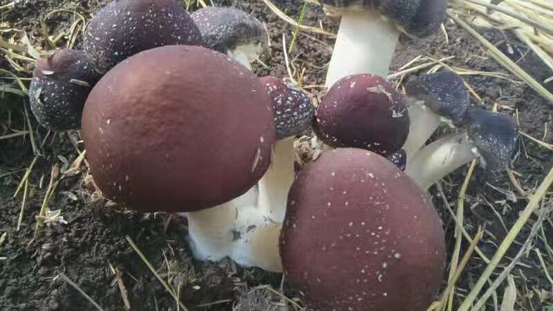 黑龙江尚志市鸿泰食药用菌专业种植合作社