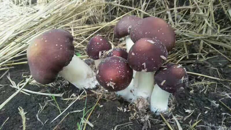 黑龙江尚志市鸿泰食药用菌专业种植合作社
