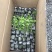 三角梅基质小苗红色紫色粉色黄色多色新品种基质小苗带土发货