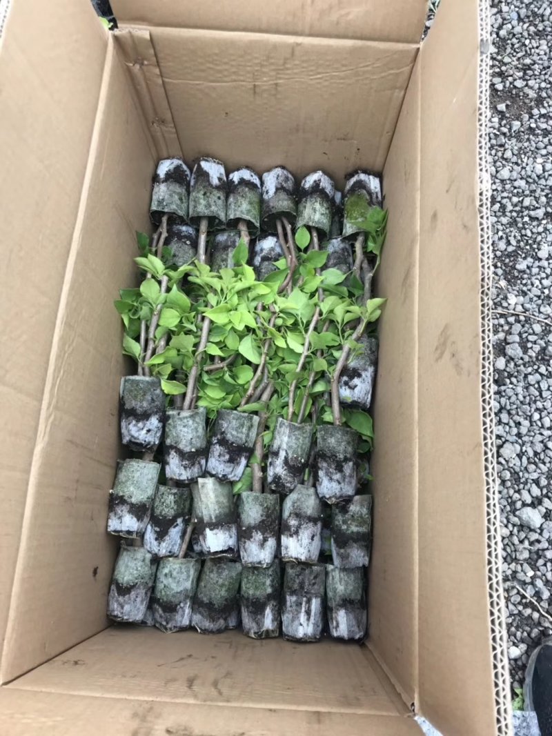 三角梅基质小苗红色紫色粉色黄色多色新品种基质小苗带土发货