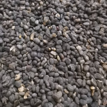 同奎中药材批发补骨脂固脂批发各种中药材