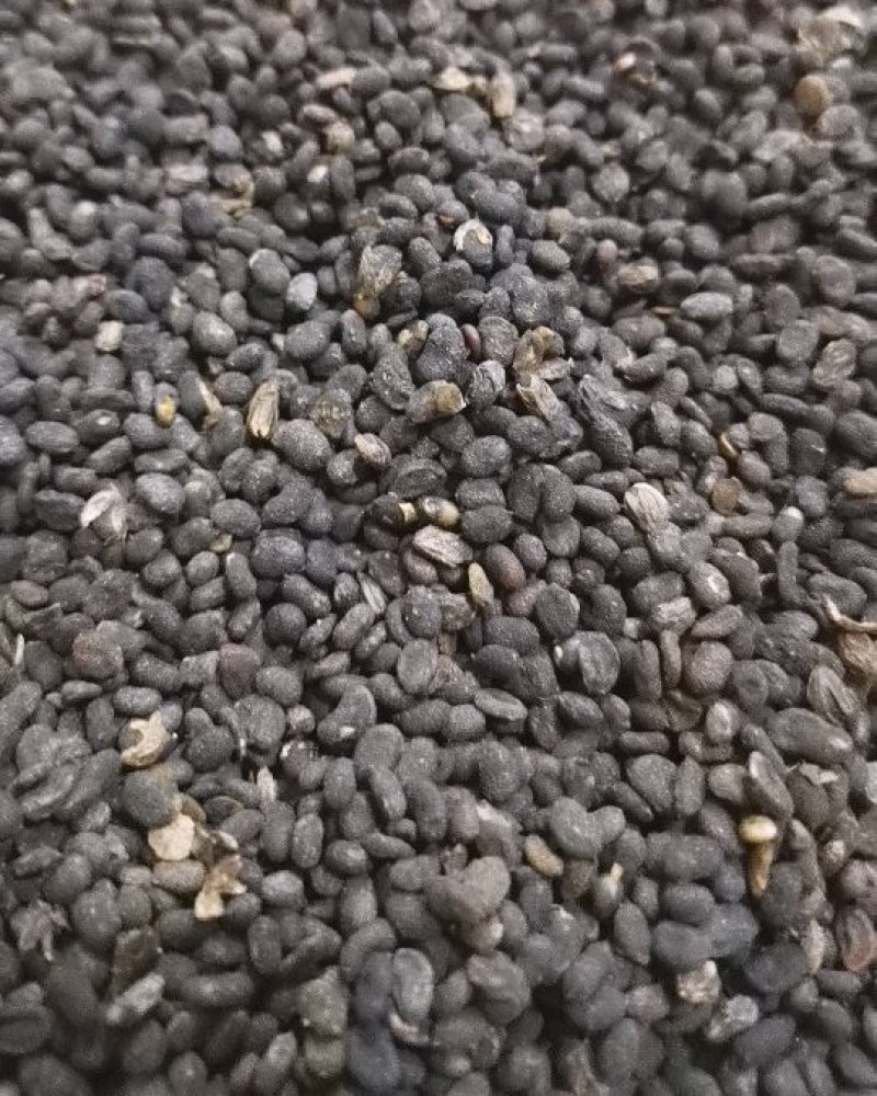 同奎中药材批发补骨脂固脂批发各种中药材
