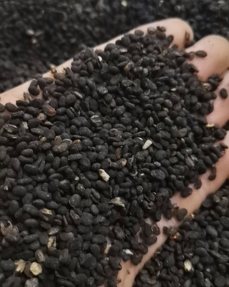同奎中药材批发补骨脂固脂批发各种中药材