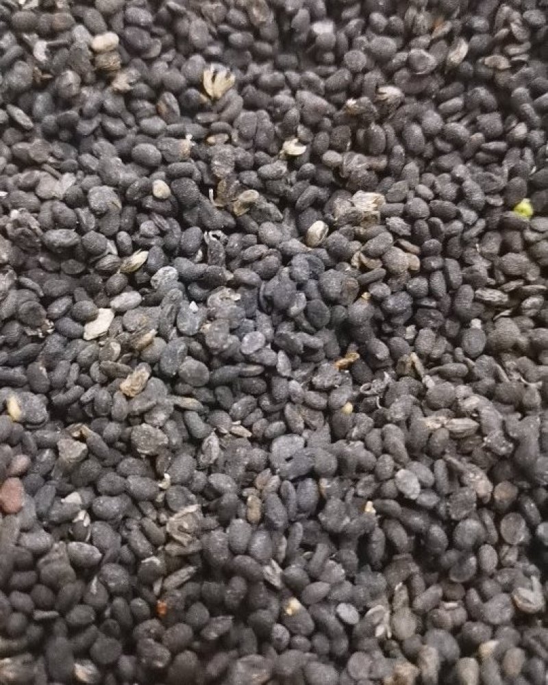 同奎中药材批发补骨脂固脂批发各种中药材