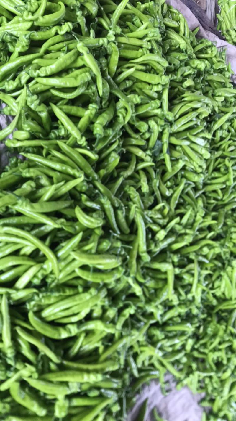【牛商】河南精品尖椒大量上市品质保障可视频看货