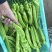 【牛商】河南精品尖椒大量上市品质保障可视频看货