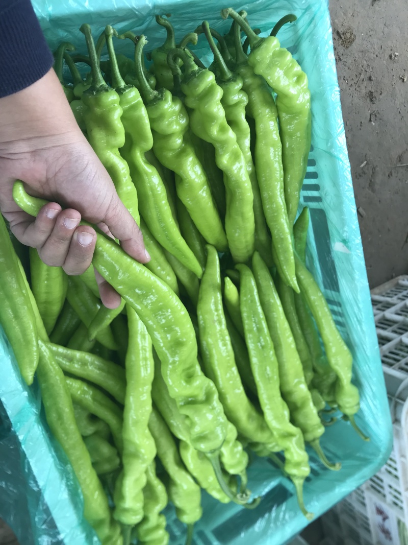 【牛商】河南精品尖椒大量上市品质保障可视频看货
