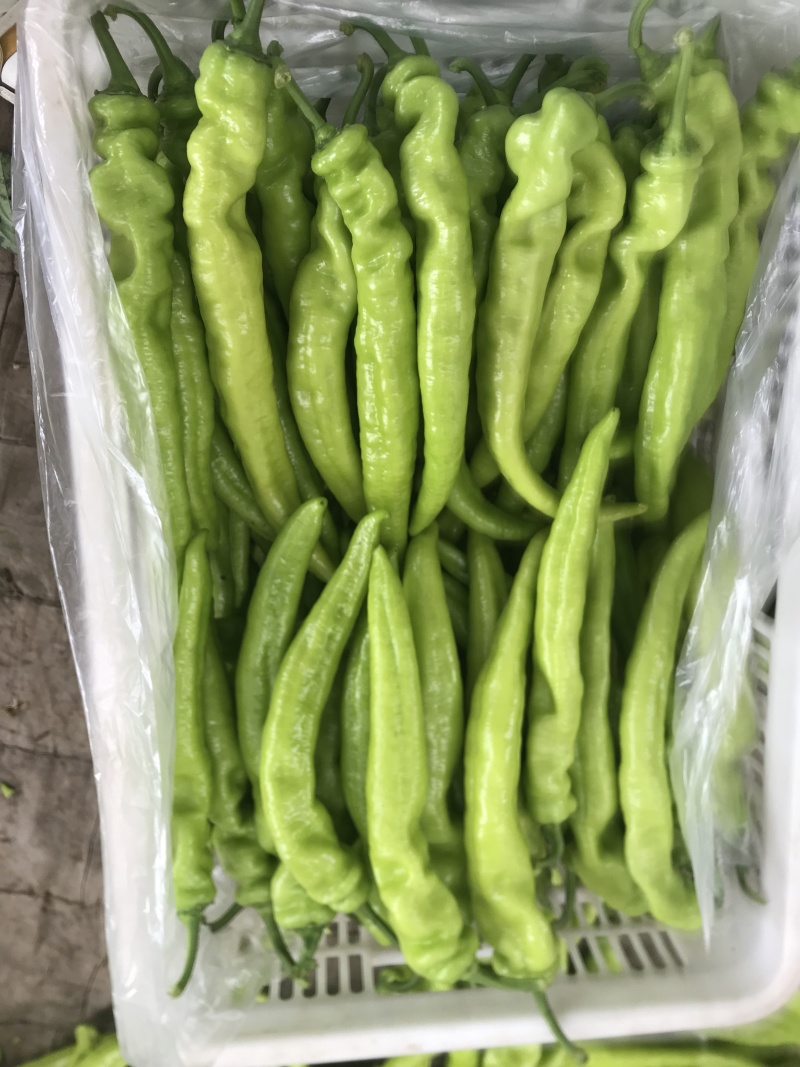 【牛商】河南精品尖椒大量上市品质保障可视频看货