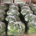 【推荐】精品线椒河南辣椒量大价优一手货源欢迎