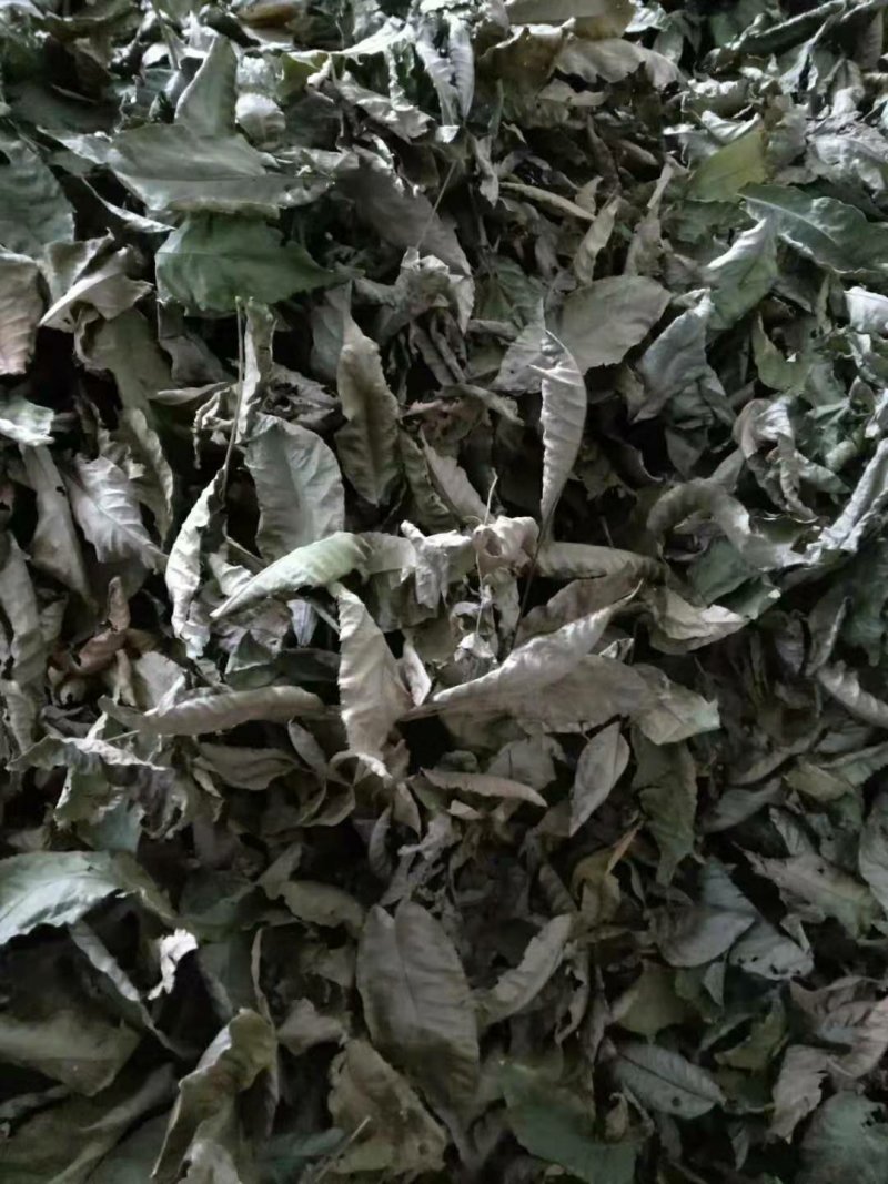 青钱柳茶叶