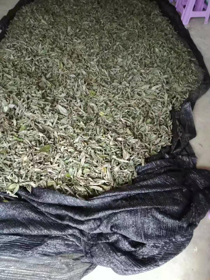 金钱柳青钱柳