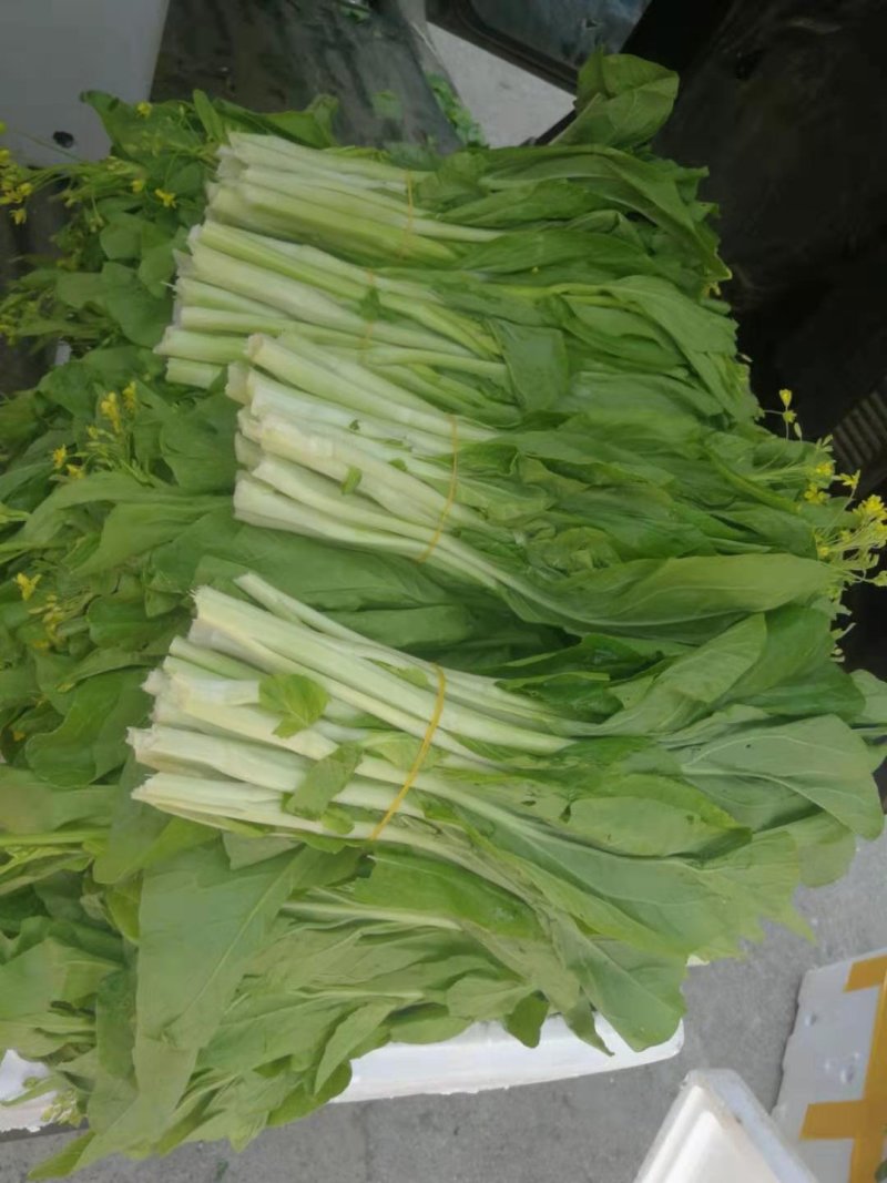 白菜苔菜心产地直供支持全国发货欢迎来电资询洽谈合作共赢