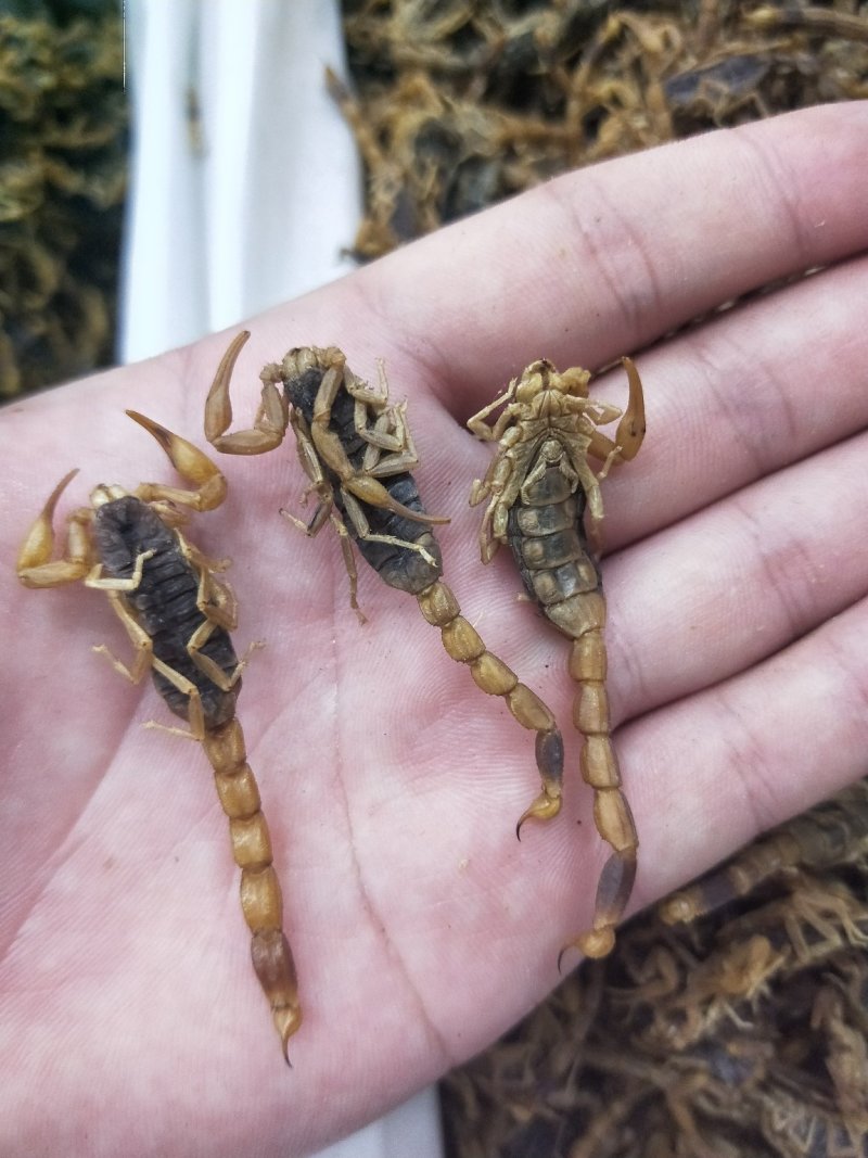 全蝎，蝎子活体清水煮，货全干，没有加重粉，不掺假，肚瘪