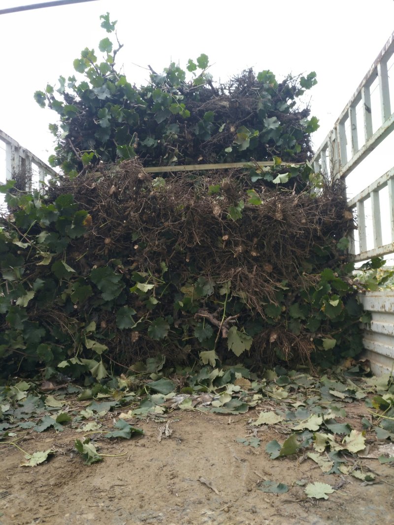 葡萄树