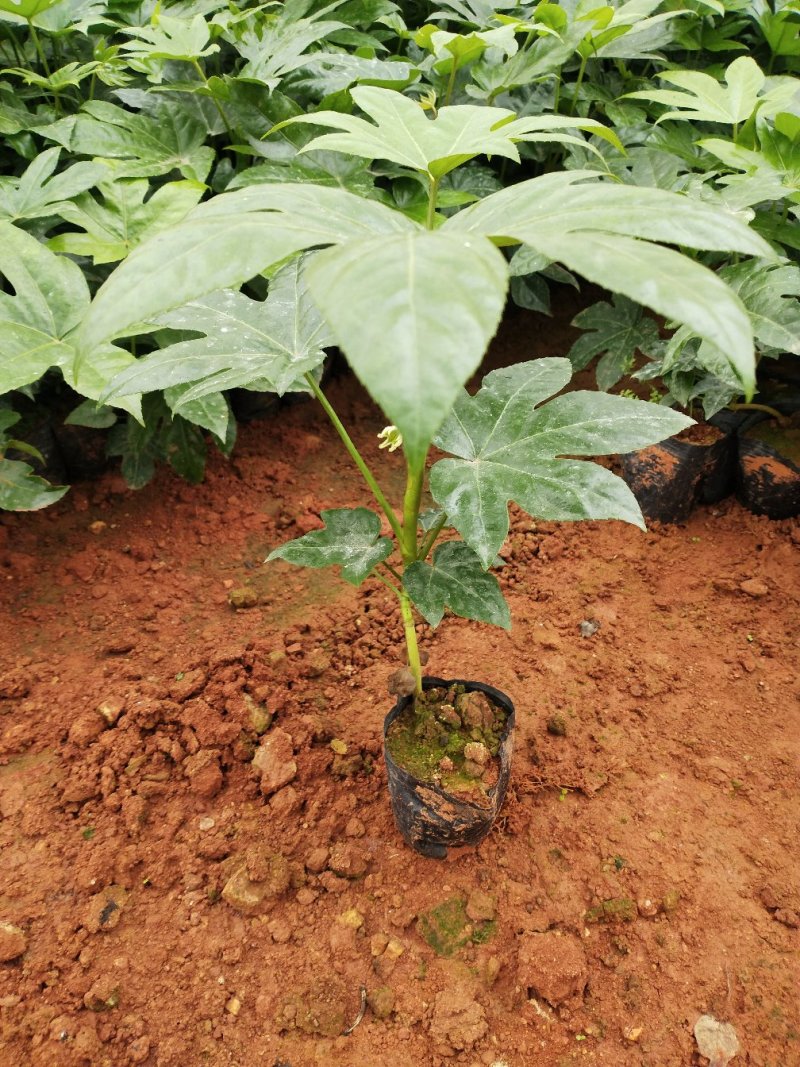 八角金盘/观叶植物/绿化苗木