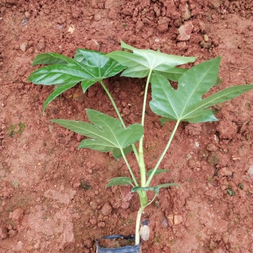 八角金盘/观叶植物/绿化苗木