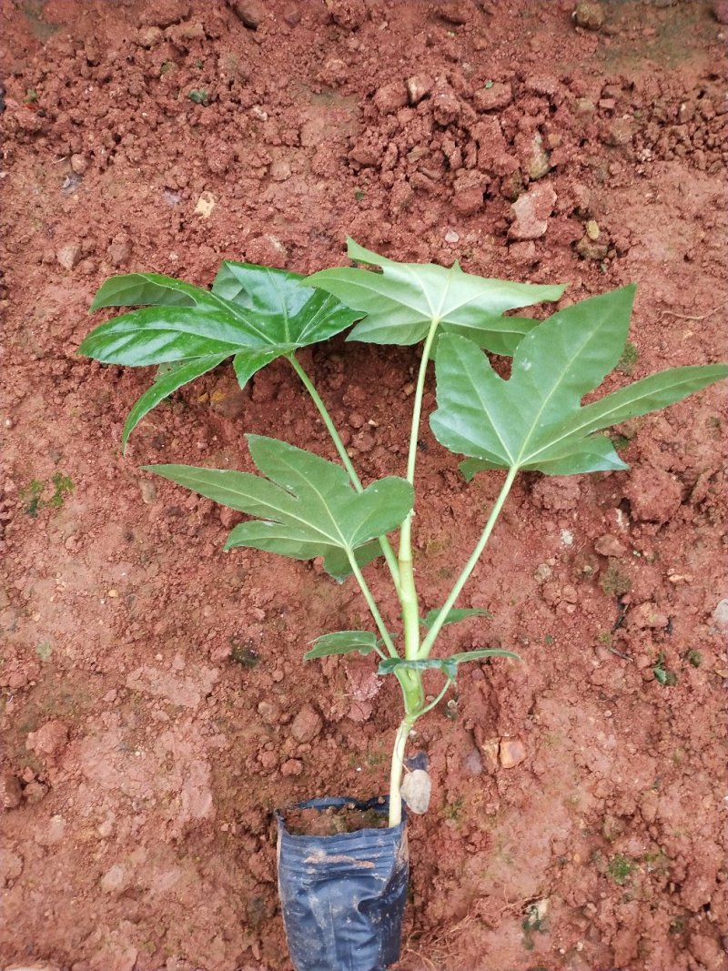 八角金盘/观叶植物/绿化苗木
