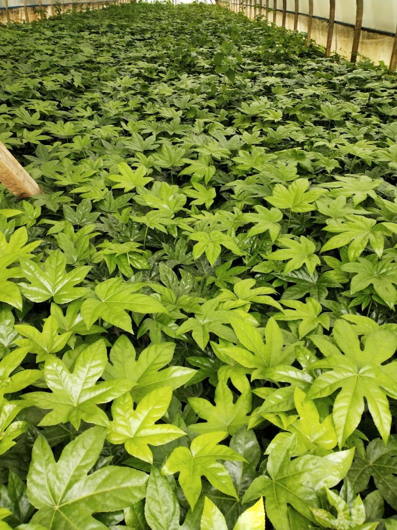 八角金盘/观叶植物/绿化苗木