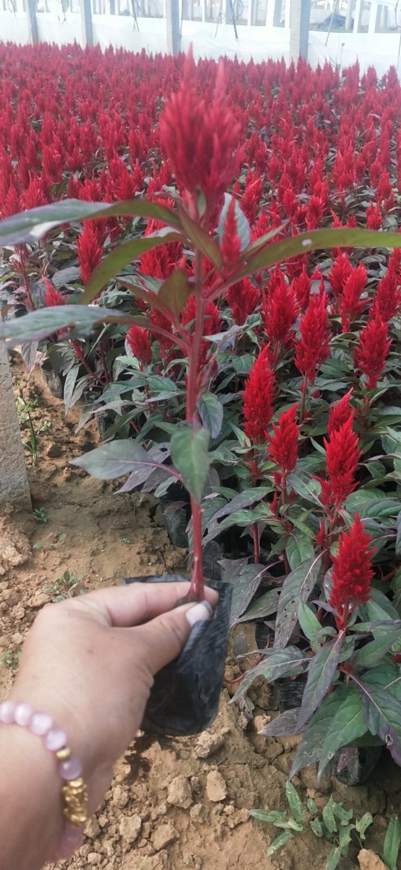 国庆菊