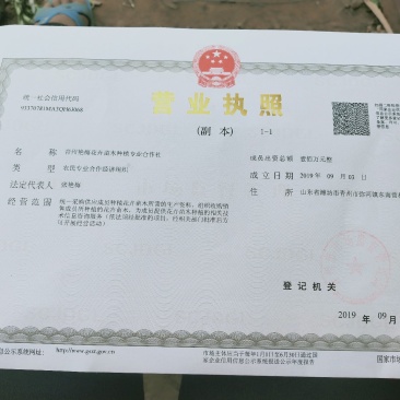 国庆菊