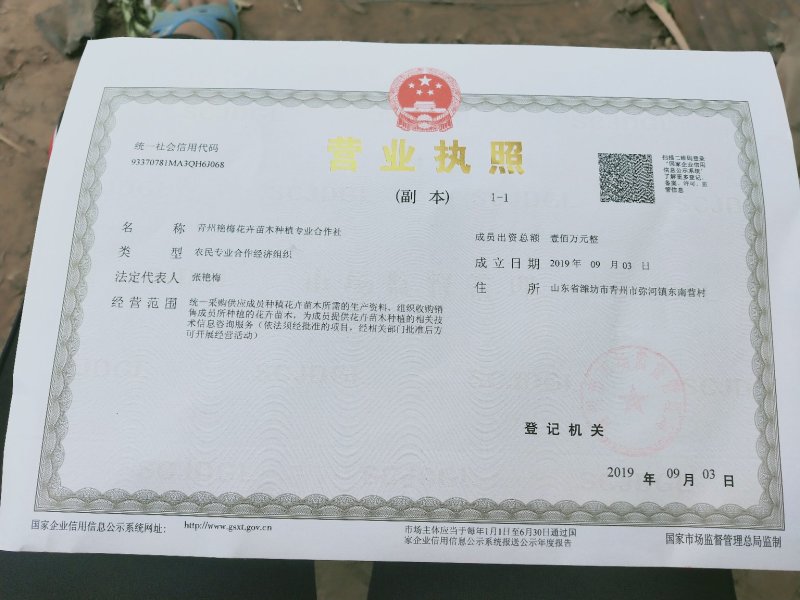 国庆菊