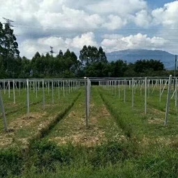 出售水泥柱，铝包钢丝，专业团队搭建百香果棚架