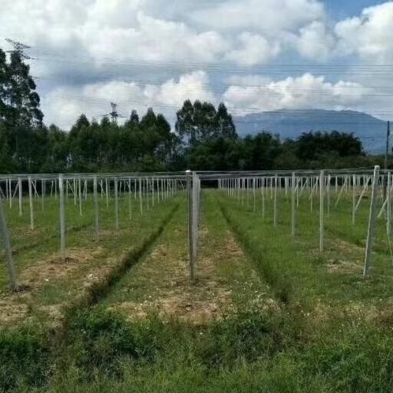 出售水泥柱，铝包钢丝，专业团队搭建百香果棚架