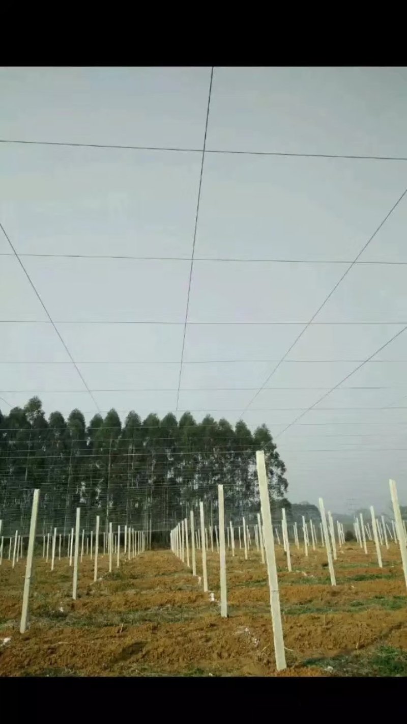 出售水泥柱，铝包钢丝，专业团队搭建百香果棚架