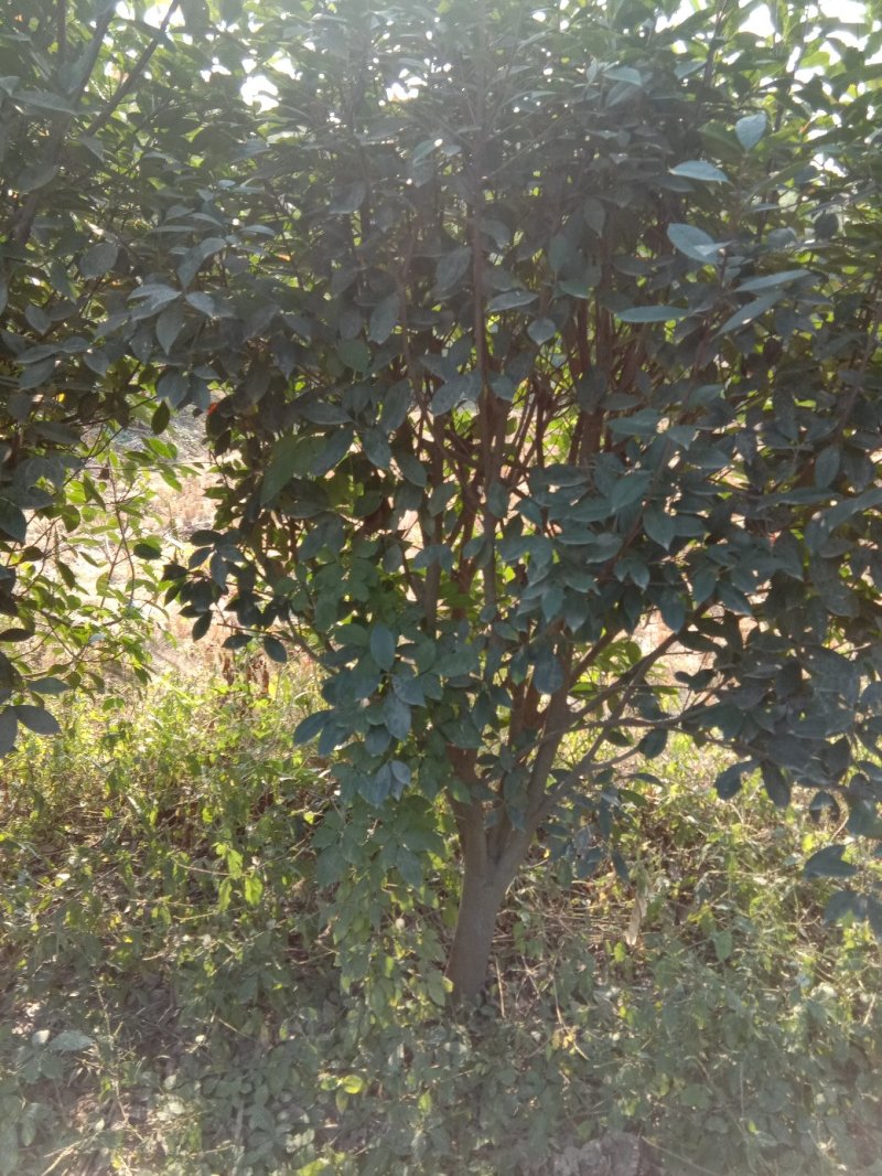 红叶石楠球