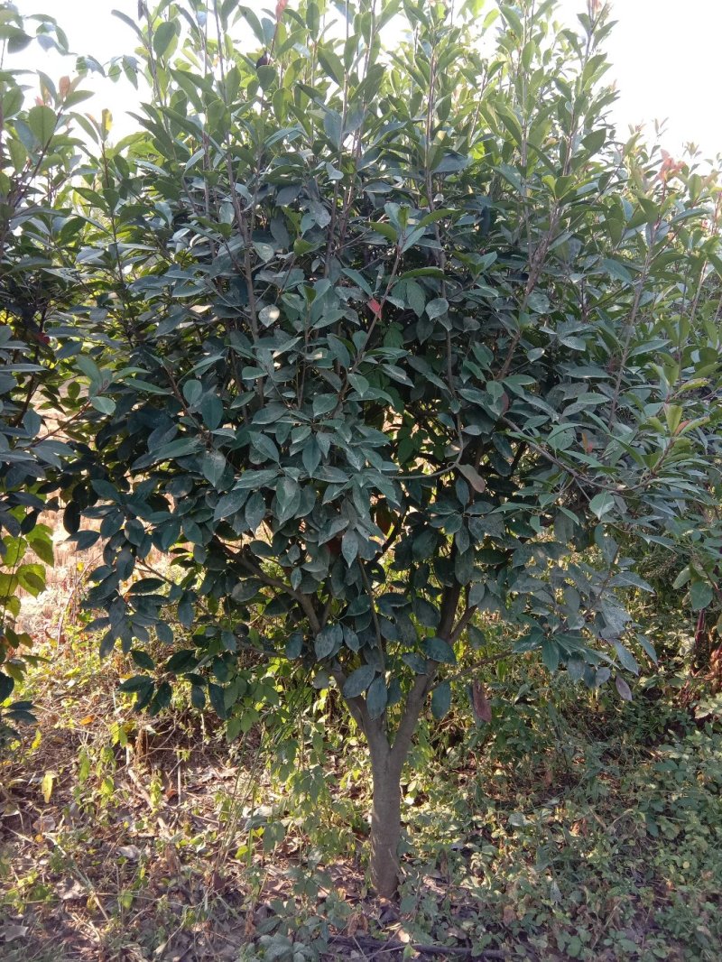 红叶石楠球
