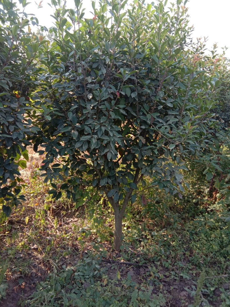 红叶石楠球