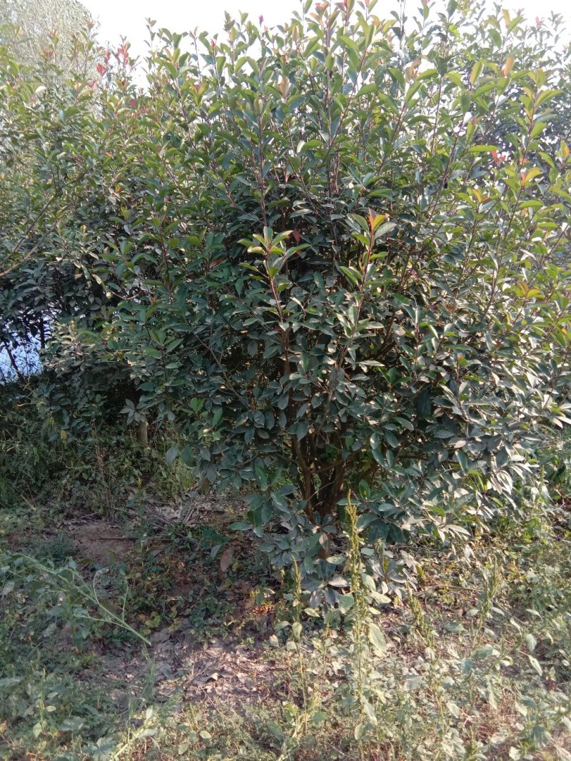 红叶石楠球