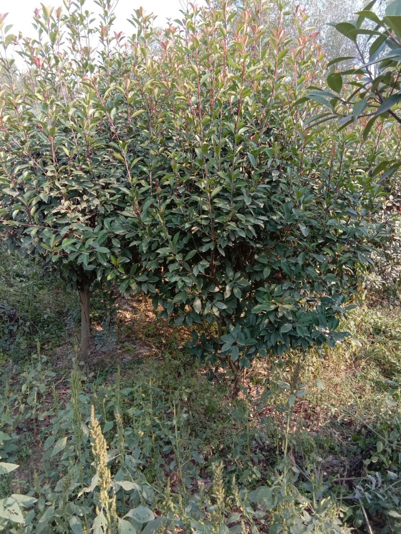 红叶石楠球