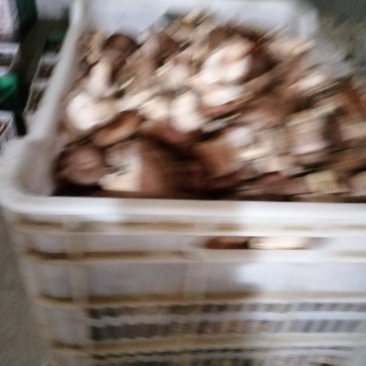 香菇