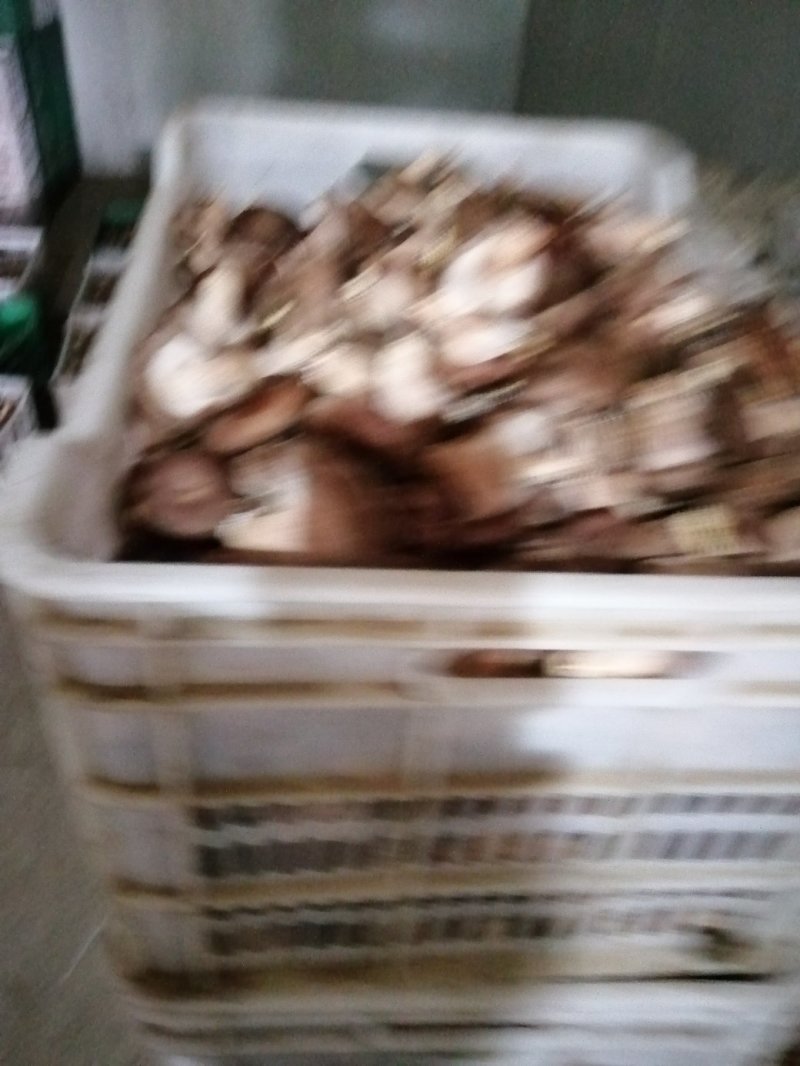 香菇