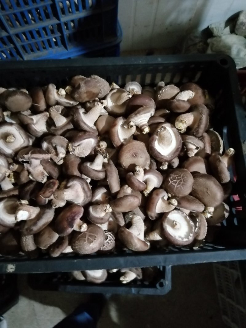 香菇