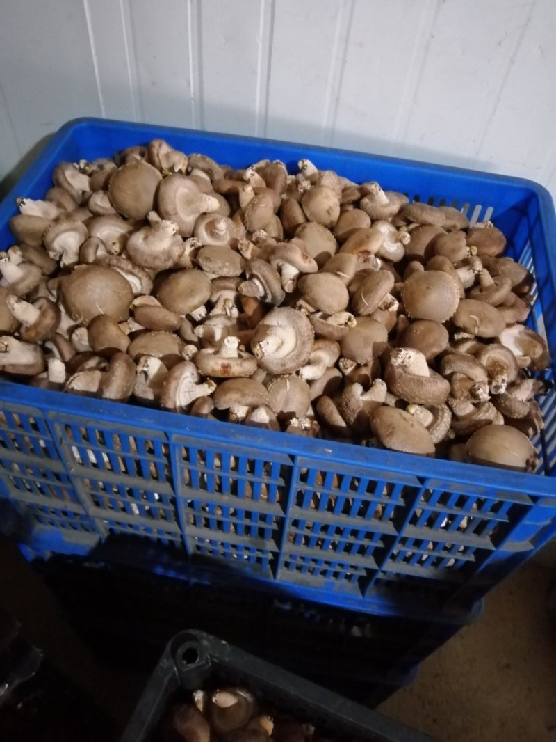 香菇