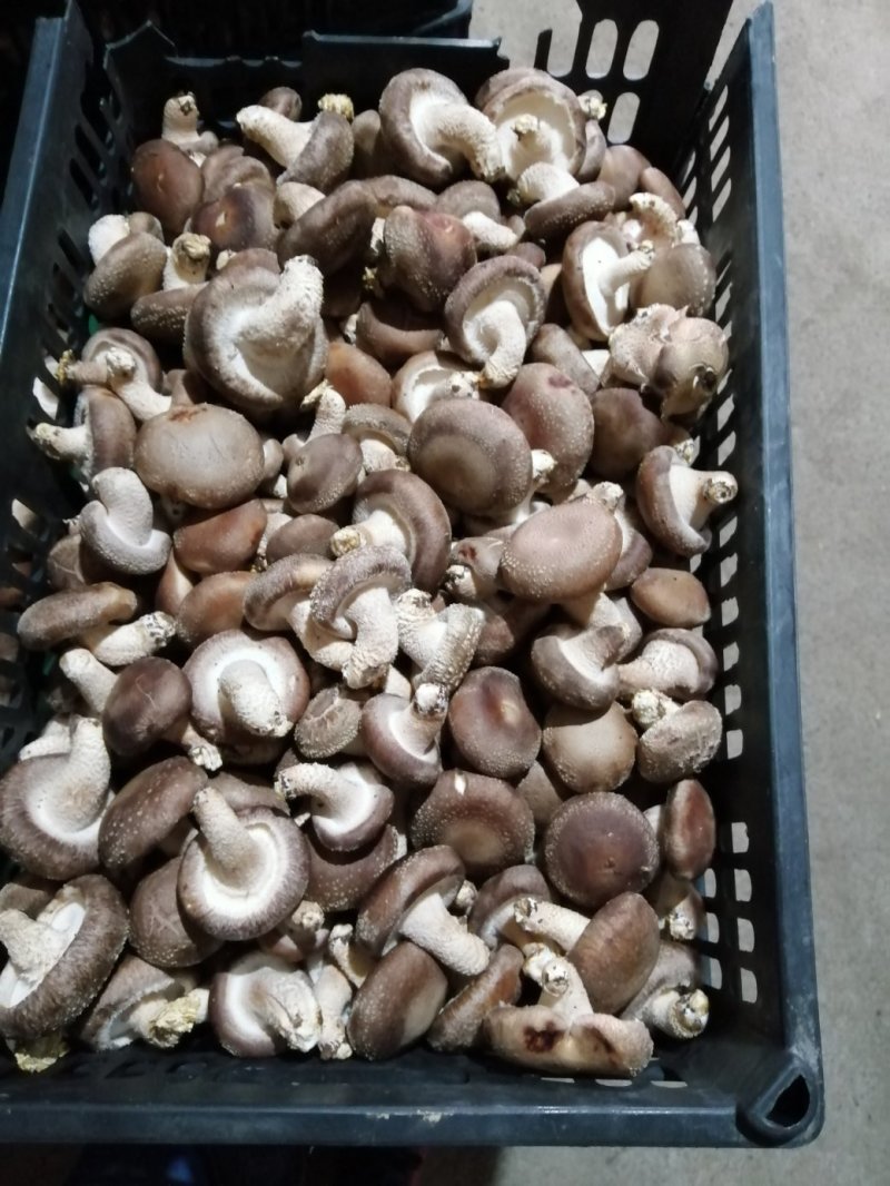 香菇