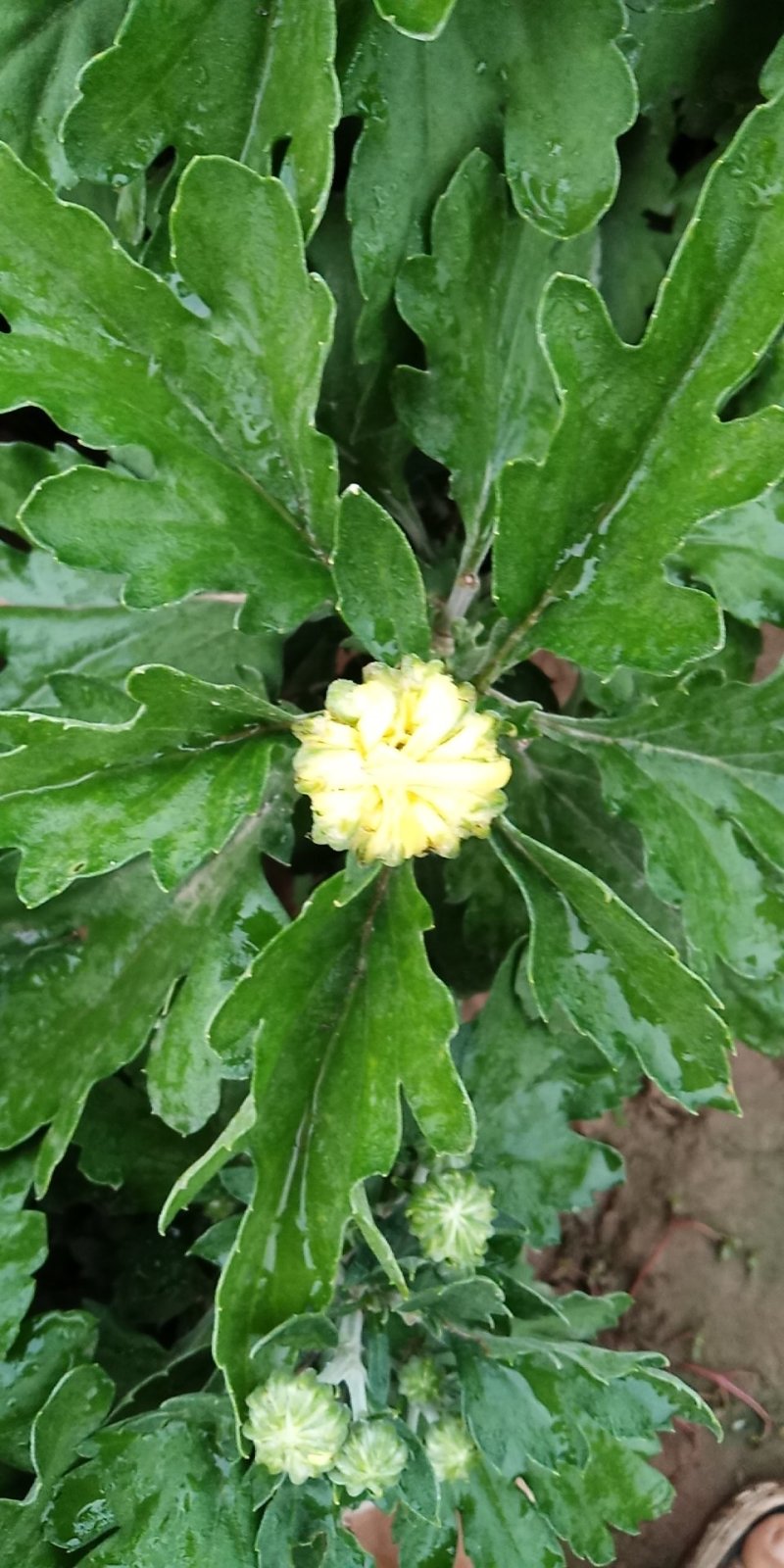 观赏菊