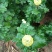观赏菊