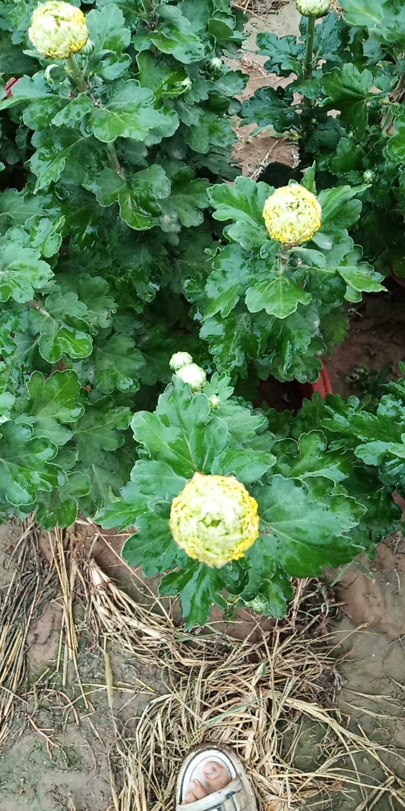 观赏菊