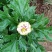 观赏菊