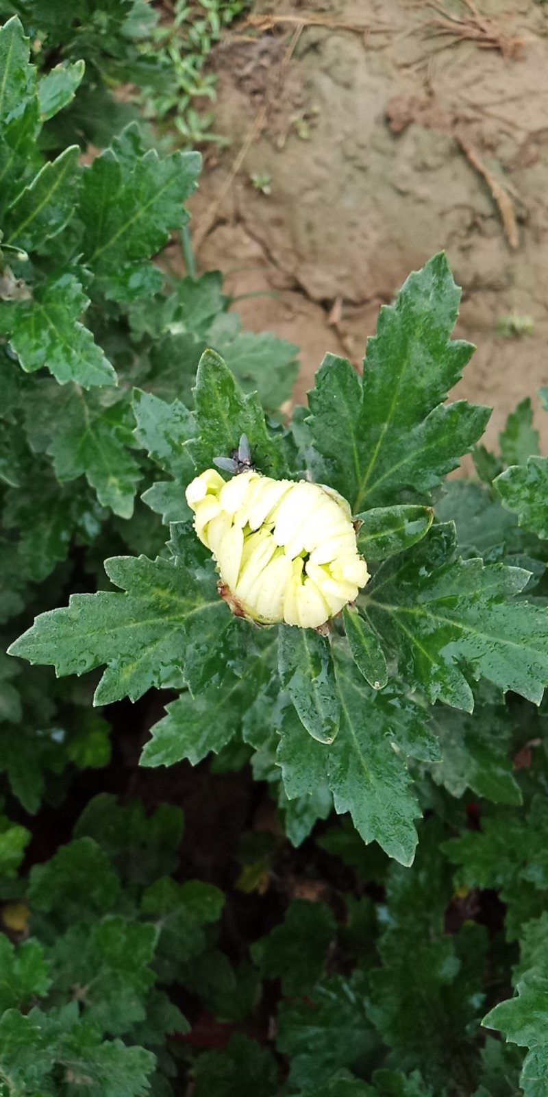 观赏菊