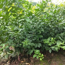 只接受预定农科院3号柠檬大坏苗，明年5-10月份出，
